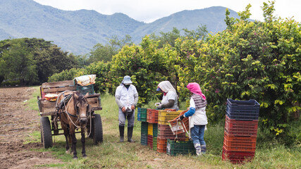 People harvesting star fruits in La Union Valle del Cauca Colombia.
