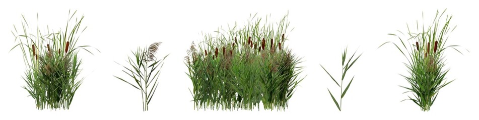 Set with beautiful green reed on white background. Banner design - obrazy, fototapety, plakaty