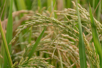 rice grains