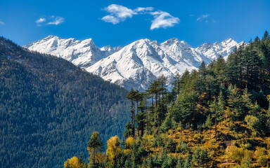 Scenic landscape at Kalpa hill station of Himachal Pradesh with dense forests on the mountain slopes and view of majestic Kailash Himalaya range