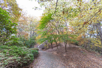 秩父ミューズパークのもみじの紅葉