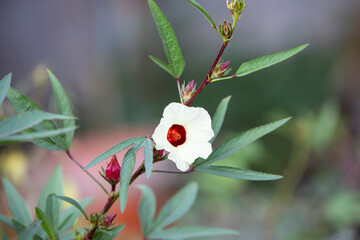 Rosella blossom in the garden
