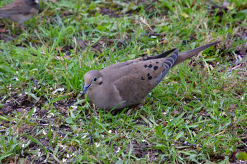 Turtle Dove in Grass 07