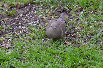 Turtle Dove Solo 06