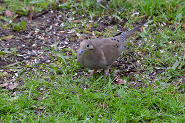 Turtle Dove Solo 07