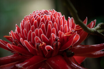 Ginger Torch Flower The scientific name is Etlingera elatior [Jack] R. M. Smith. ZINGIBERACEAE as well as ginger and galangal Native to the tropics.
