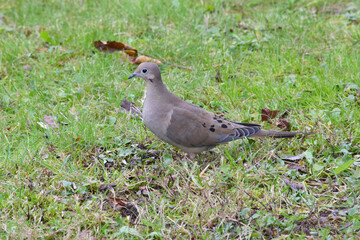 Turtle Dove in Grass 19