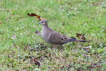 Turtle Dove in Grass 20