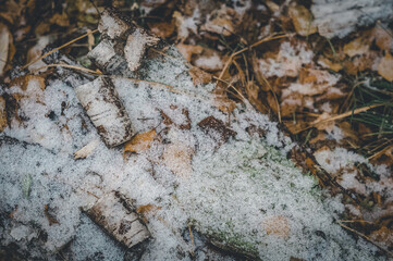 Autumn leaves covered with the first snow. Nature background. The onset of winter in the forest. Selective focus