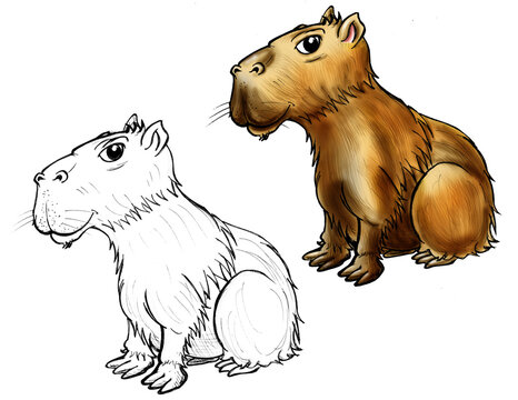 Capybara Cartoon Line And Color