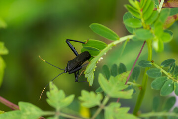 bug on a leaf