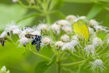 Insects are collecting nectar from blooming flowers.
