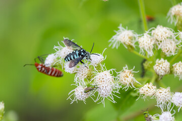 Insects are collecting nectar from blooming flowers.
