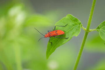An insect with an orange body is hard to find. This type of insect is abundant in the south of Thailand.