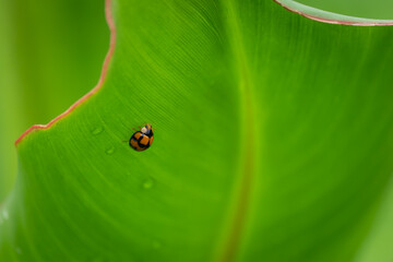 Lady bug sitting on a green leaf.