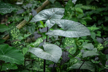 leaves in the forest