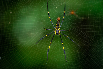 A female golden silk spider is preparing to build a cobweb as a trap to trap insects for food.