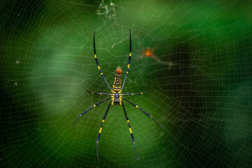 A female golden silk spider is preparing to build a cobweb as a trap to trap insects for food.