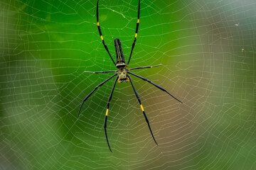 A female golden silk spider is preparing to build a cobweb as a trap to trap insects for food.