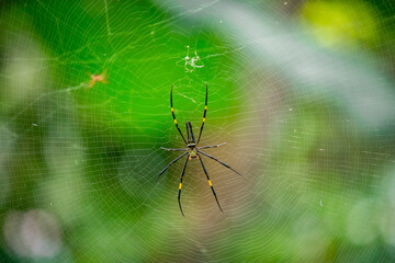 A female golden silk spider is preparing to build a cobweb as a trap to trap insects for food.