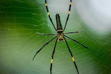 A female golden silk spider is preparing to build a cobweb as a trap to trap insects for food.