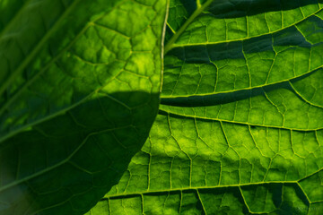 Tobacco leaves green and fresh with all the leaf nerves visible