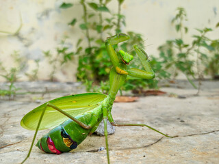 green shield bug