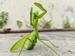green praying mantis