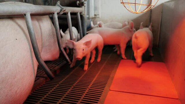 Group of young little pigs on a farm in a pigsty stand near the big sow. Growing pork