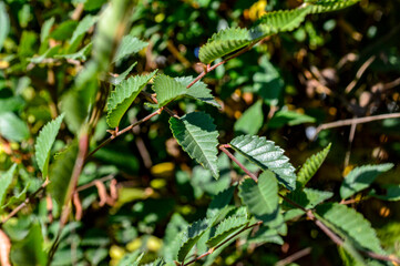 fern leaves in the forest