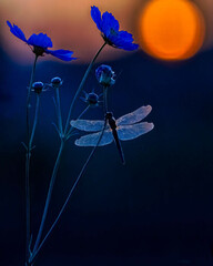 今日のねぐら見つけた © susumucarp