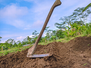 Farmer hoe in rice field