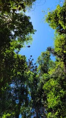 tree, sky, nature