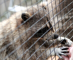 Raccoon in a cage close-up. A raccoon reaches for food at the zoo.