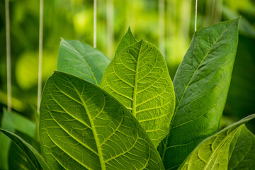 Covered tobacco leaves 01