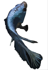 Dark koi fish, swimming PNG gold fish, navy dark blue.