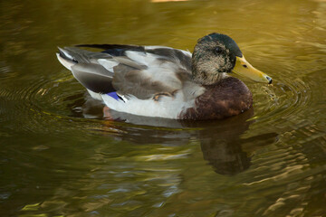 The Saxony duck, German breed of domestic duck.