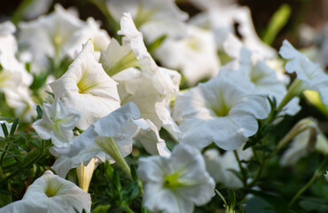 White Petunia flowers, a flowering plant with colorful flowers. Howrah, West Bengal, India.