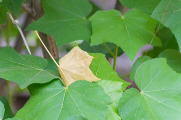 One dead leaf amongst healthy Leaves of sthal padma or Hibiscus mutabilis, also known as the Confederate rose, Dixie rosemallow, cotton rose or cotton rosemallow, tree. Howrah, West Bengal, India