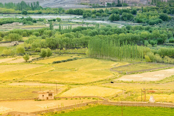 Fototapeta na wymiar Aerial view of agricultural land of Leh, Ladakh, Jammu and Kashmir, India