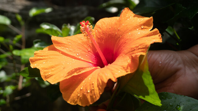 Senior citizen Indian lady showing off yellow coloured joba ful , Hibiscus Rosa Sinensis, at her home garden. Howrah, West Bengal, India.