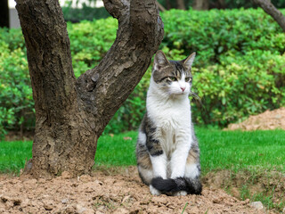 cat