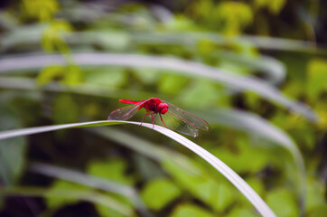 Closeup of a red scarlet skimmer dragonfly sitting on thin green grass in the forest. Beautiful ruddy marsh skimmer dragonfly.