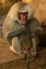 The hamadryas baboon (Papio hamadryas).