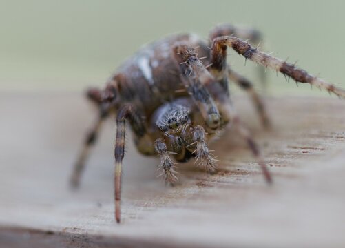 spider missing a leg