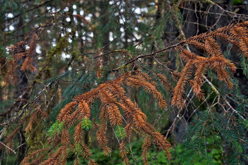 Damage from Black Headed Budworm in forest in Southeast Alaska