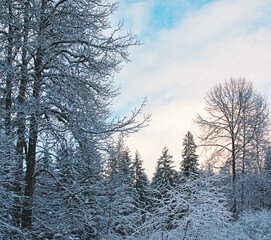 Clouds near sunset in a mixed forest with snow in winter.