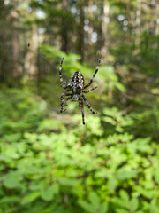 Large orb weaver spider in a forest