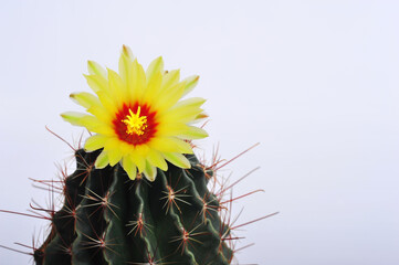 Hamatocactus Setispinus, Hedgehog cactus, Twisted Rib Cactus, Fishhook Cactus