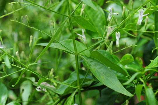 leaves of andrographis paniculata, commonly known as creat or green chiretta, Acanthaceae